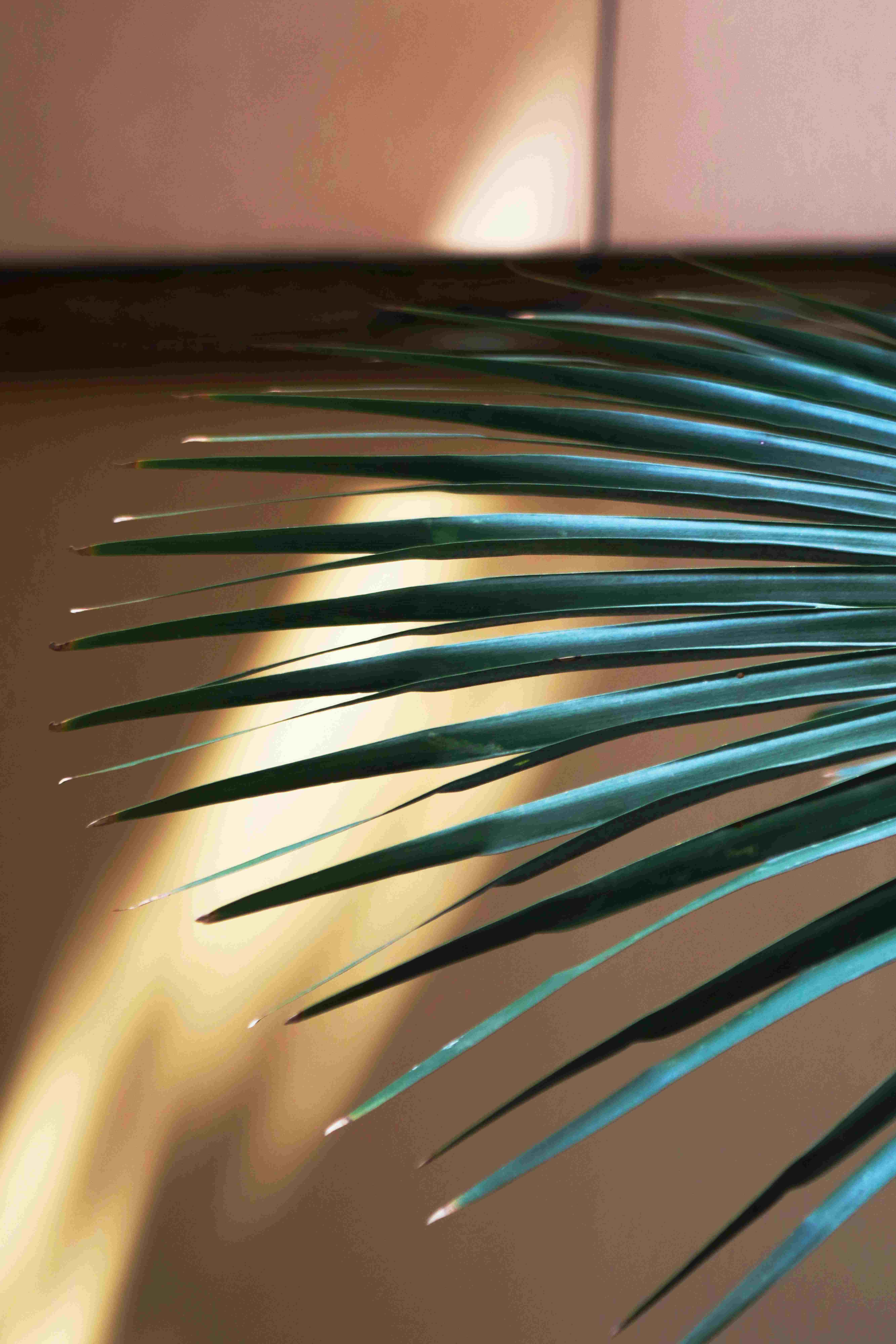 Palm Frond - Artwork