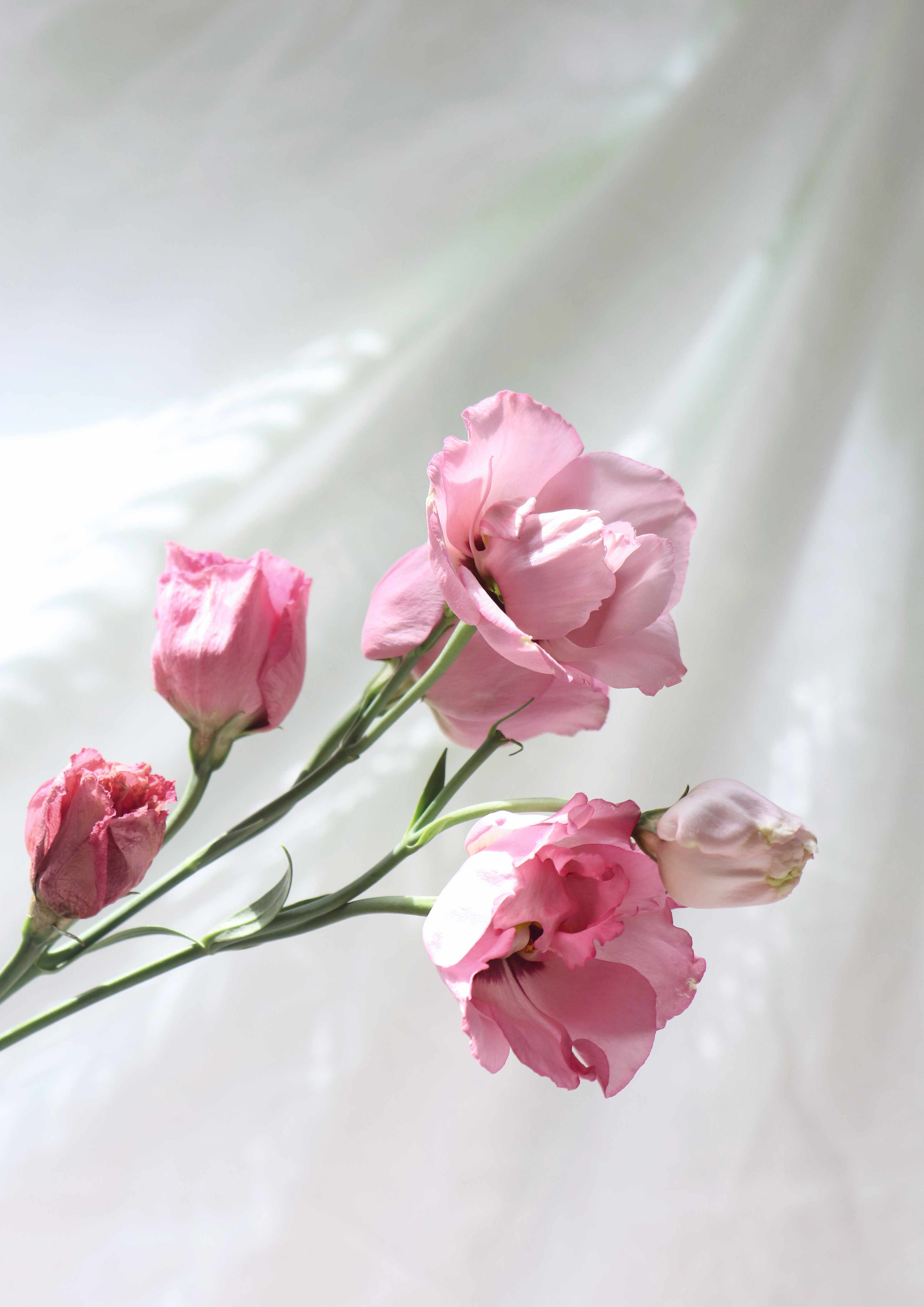 Posy - Artwork