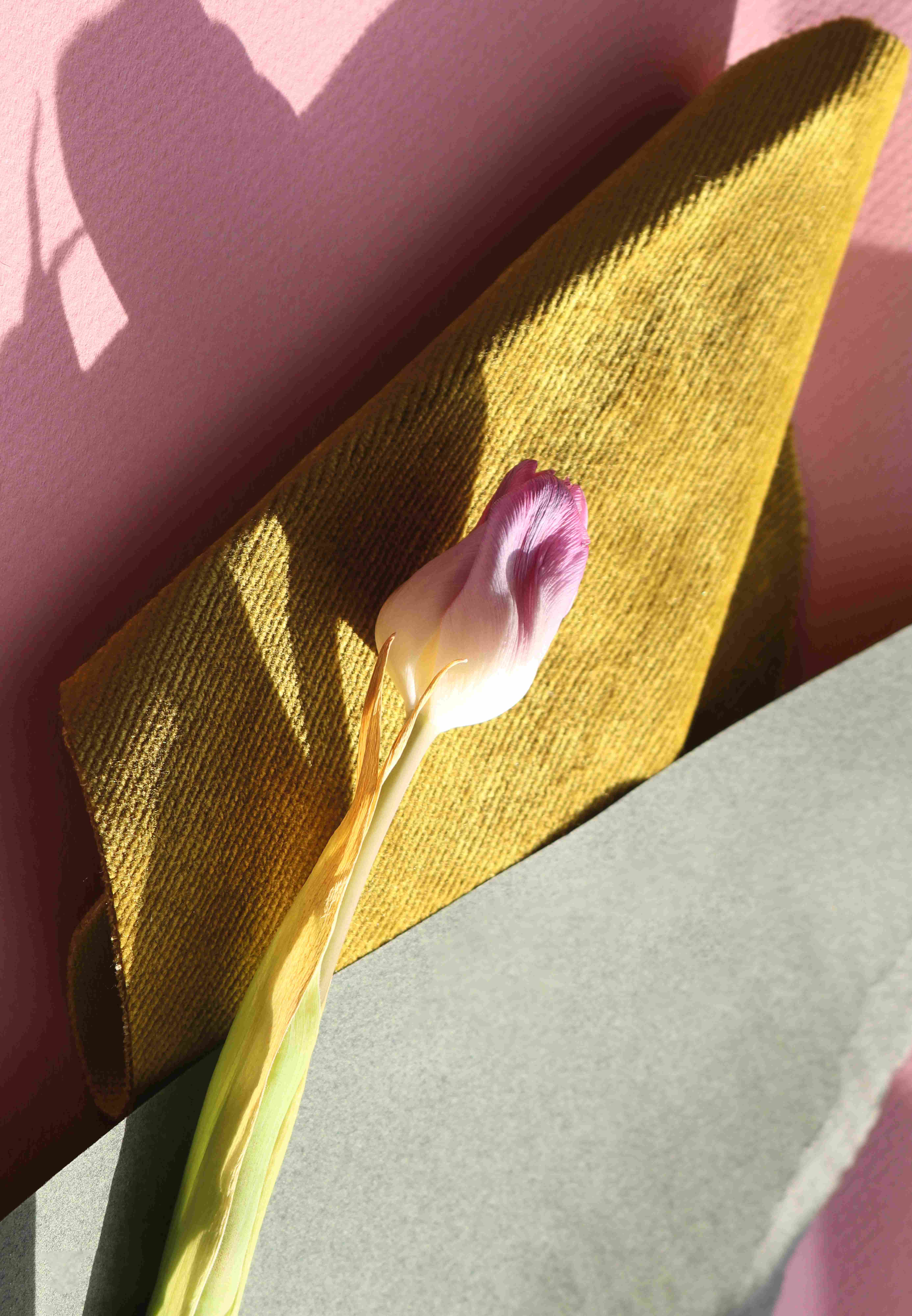 Tulip Study - Artwork