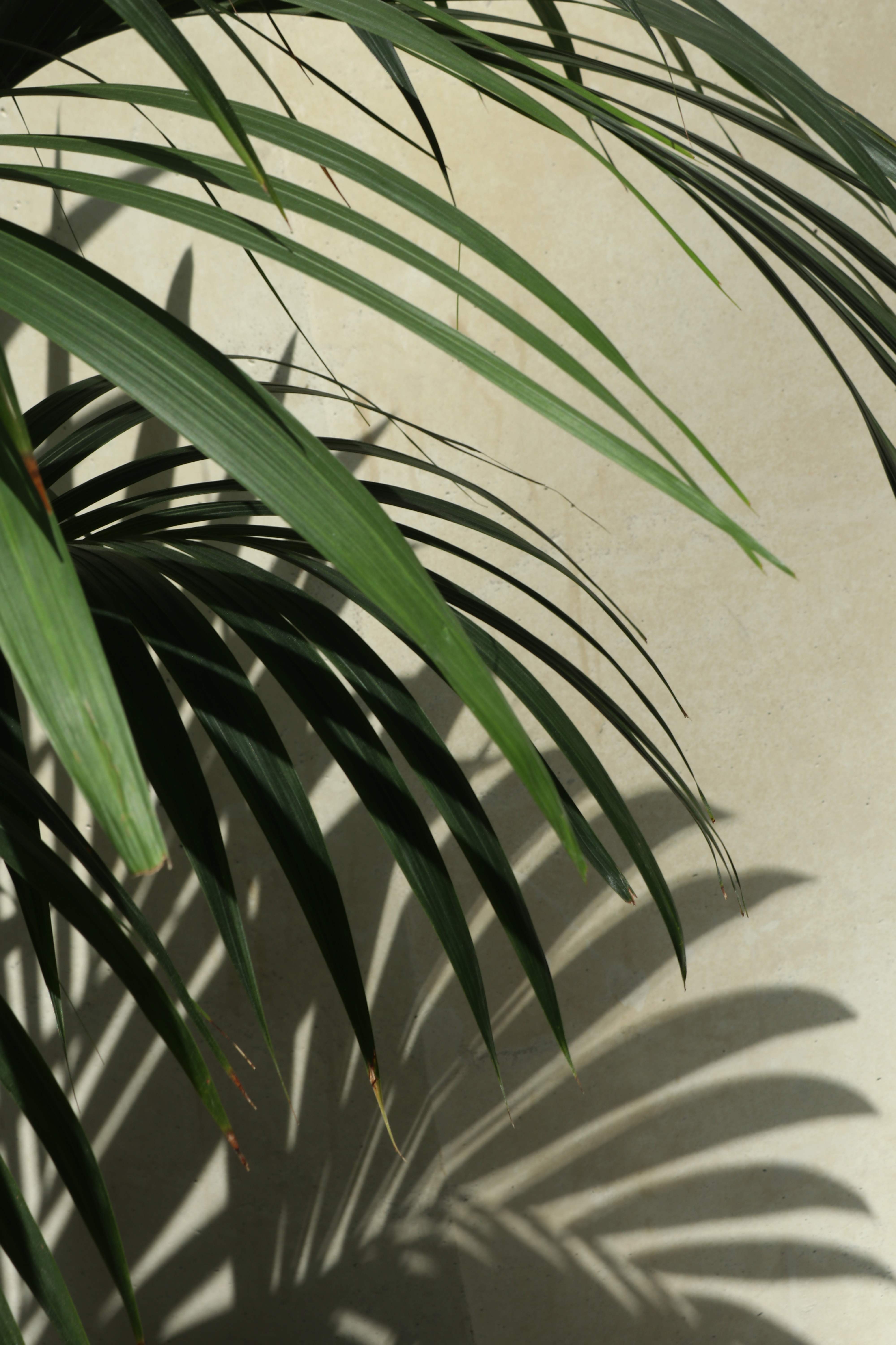 Palm Shadow