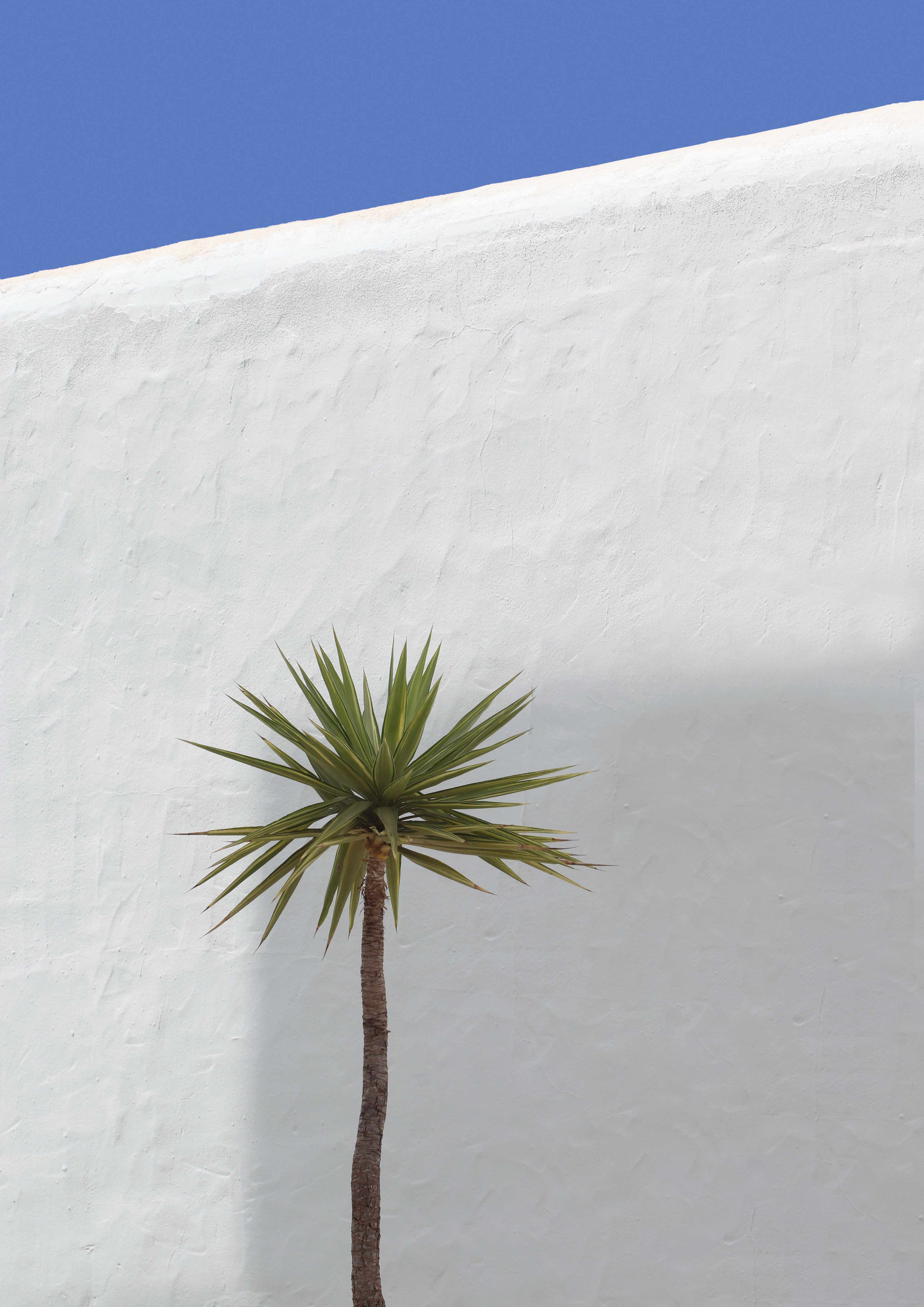 Palm and Wall - Artwork