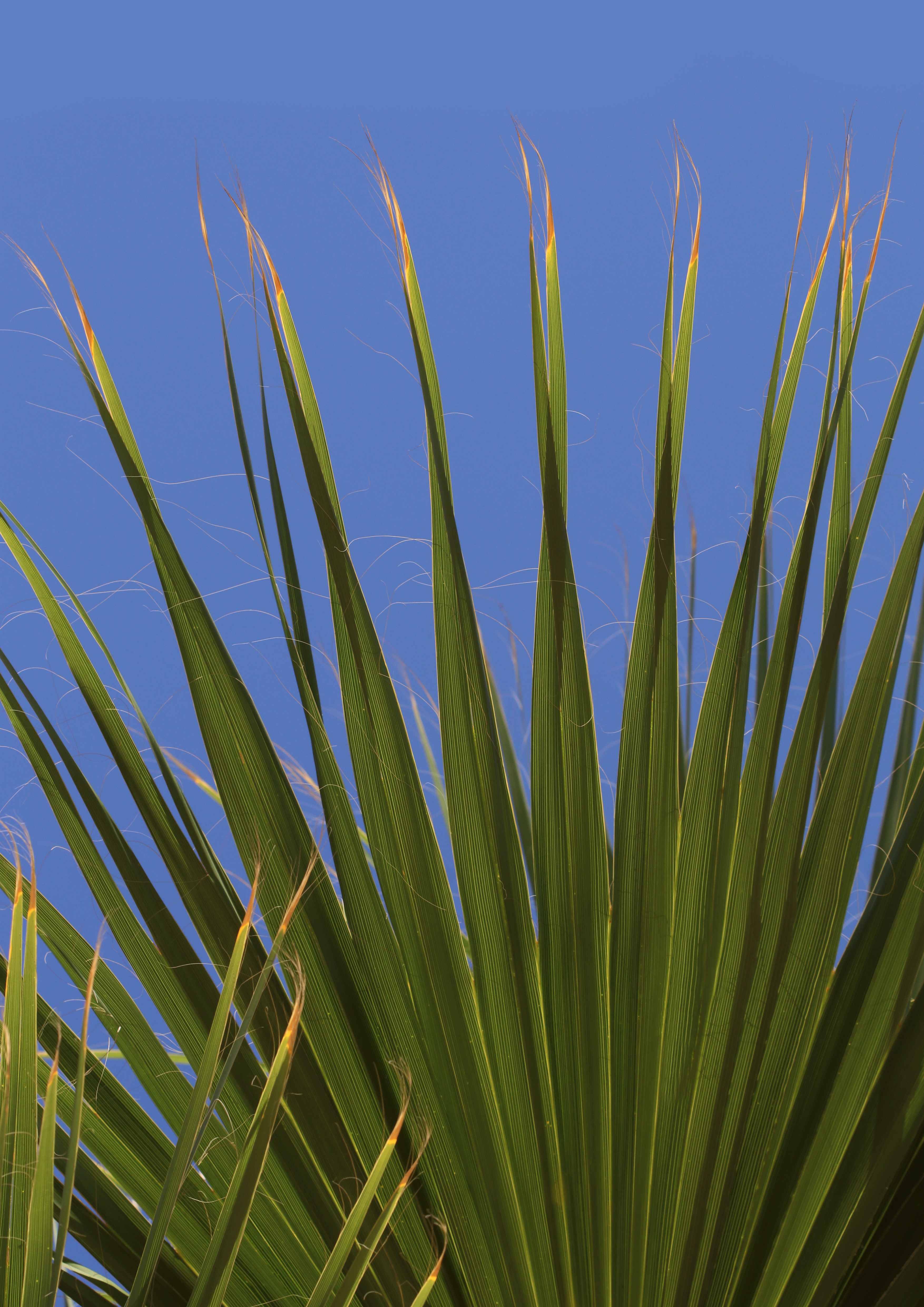 Yucca I - Artwork