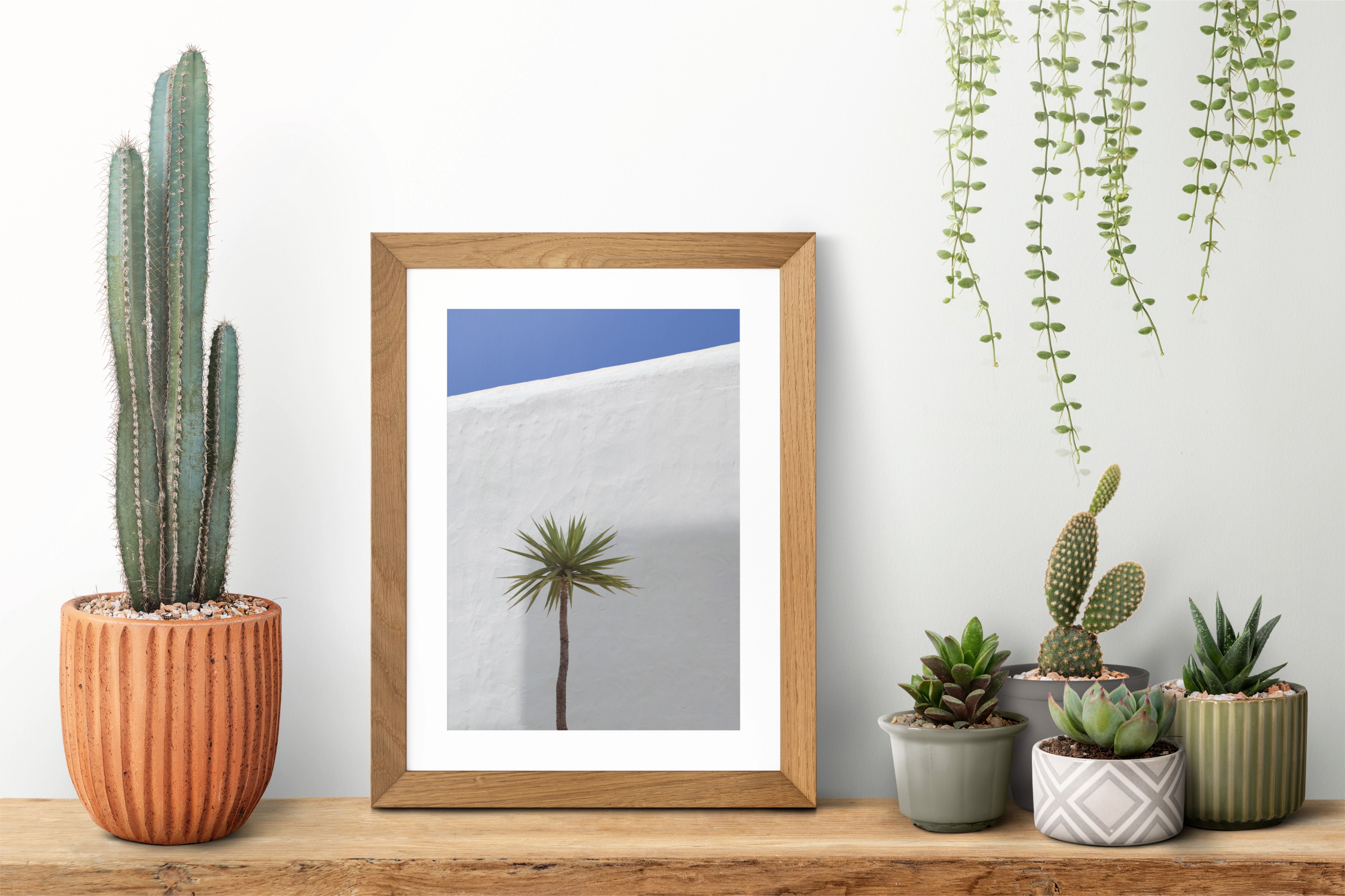White Wall & Palm